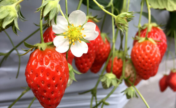 WordPressのショートコードでアコーディオンを設置し多くの情報を魅力的に表示させよう